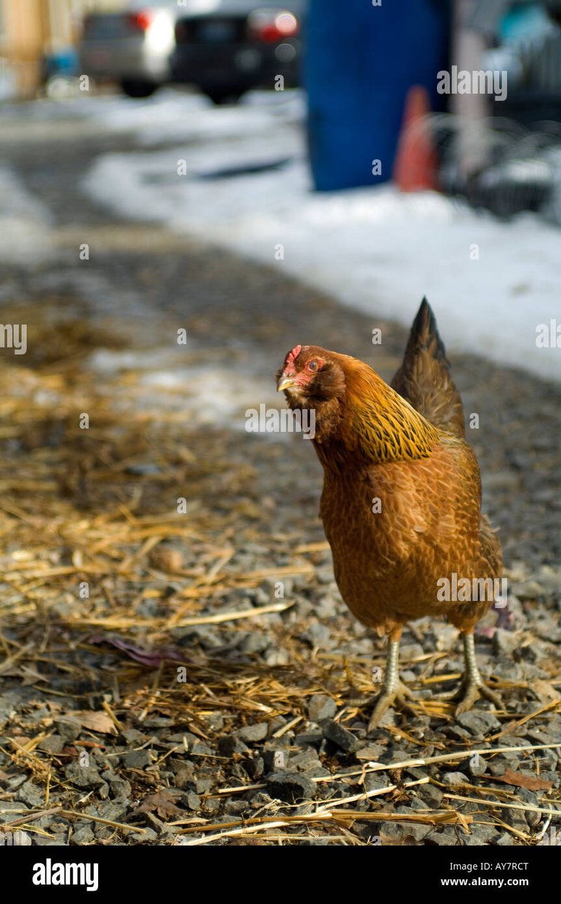 Image: Conoce los Secretos del Renombrado Juego de Casino Chicken Road de España